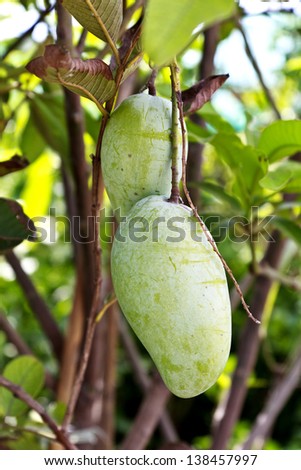 A Green mango tree with full of fruits.