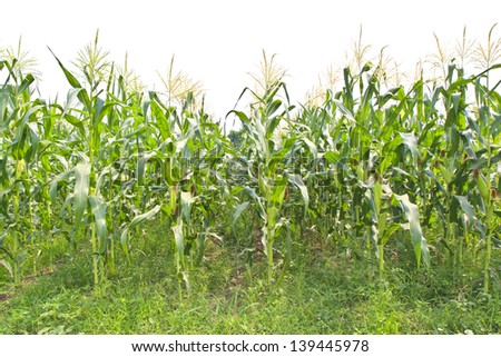 A green field of corn growing up.