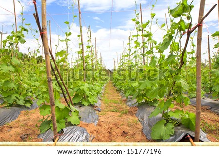 Small vegetable zucchini in field