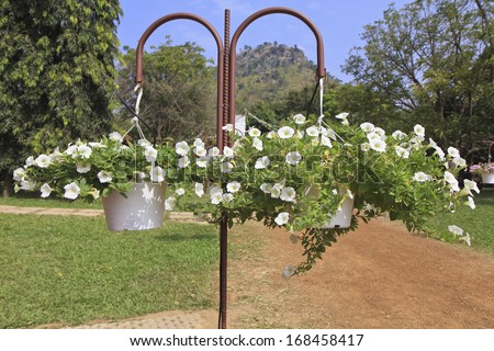 Hanging baskets with white petunia flowers hanging in a garden
