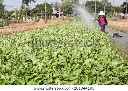 Vegetable gardeners are watering.