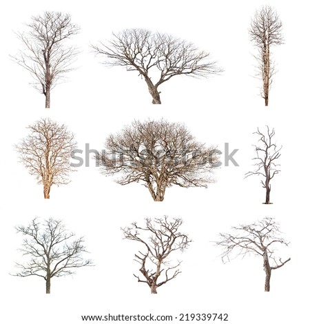 Conlection of trees without leaves isolated on white background.