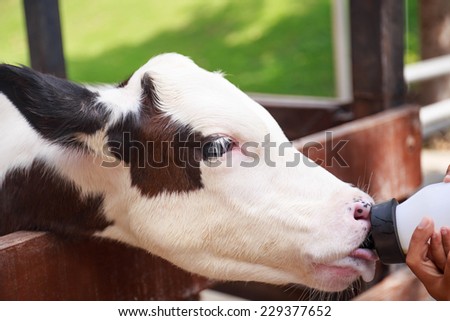little baby cow feeding from milk bottle.