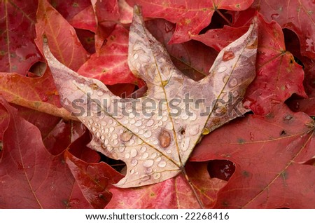 Red maple leaf with rain drops sits above other leaves in Fall