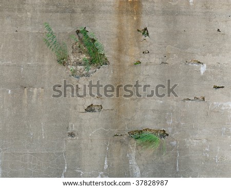Weeds grow from cracks in old concrete wall