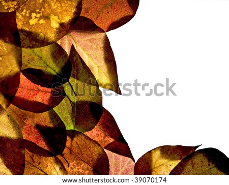 Border of Autumn Ash leaves on white background