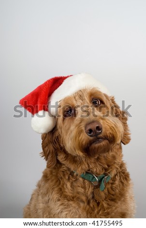 Golden doodle poses with a santa hat on gray background looking sad