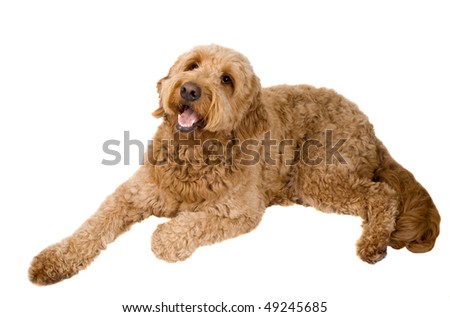 white goldendoodle puppy. Golden Doodle dog laying