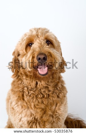 goldendoodle puppy red. Golden Doodle dog sitting
