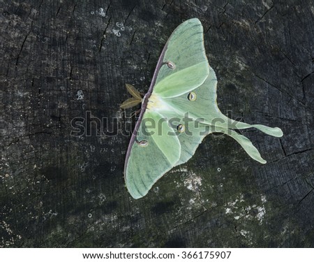 Luna Moth on a tree stump