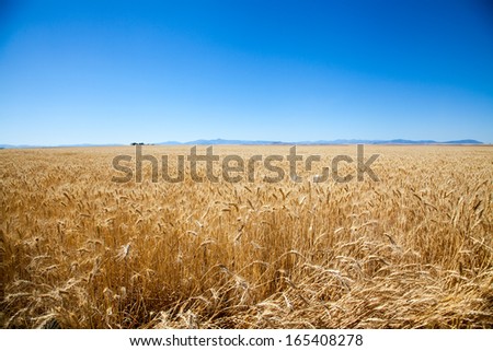 A large barley field in rural eastern Washington