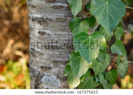 Cose up of Ivy Vine on tree