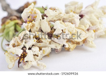 closeup of dried cherry flowers on white background