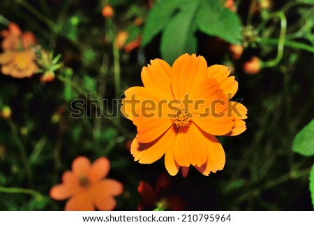 Closeup of orange color flower with flash light