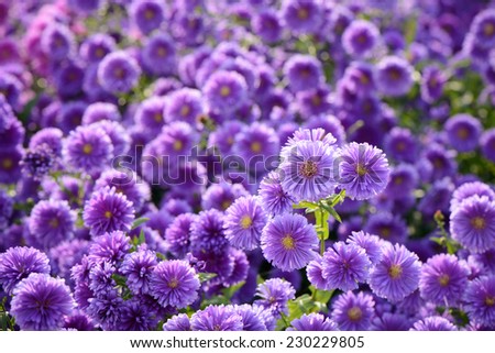 closeup of small purple chrysanthemum flowers in a field