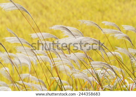 silver grass with wind on a yellow background