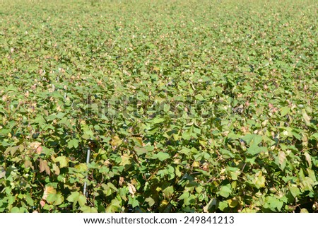 cotton farm field before blooming in autumn