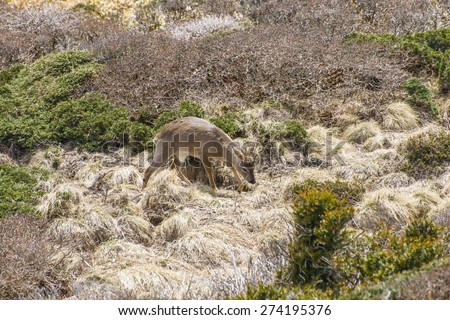 Roe deer in a bush in Yeongsil plateau. Yeongsil is a trail course of Hallasan Mountain National Park in Jeju Island, Korea.