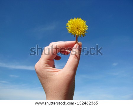 Dandelion in the women hand