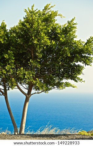 Greece, sea, trees