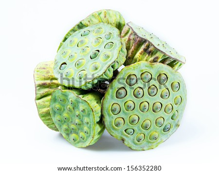 Lotus seeds green on the white background.