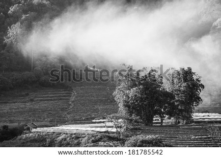 Mist and tree on mountains black and white