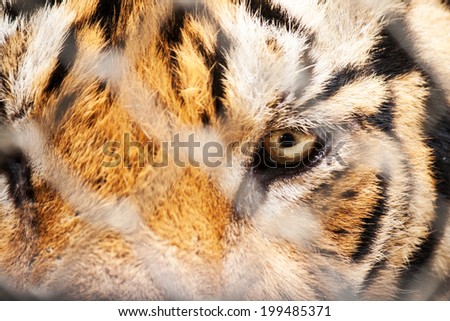 Close up of a Bengal Tigers eye behind bars