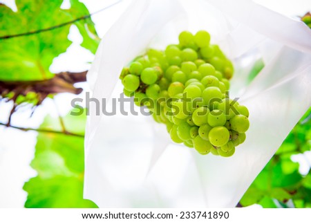 Grapes are covered with plastic. To prevent insects Drilling and spawn