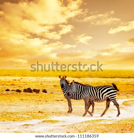 African safari, zebras family and landscape of Amboseli National Park, Kenya, wild animals grazing on dry field grass over orange sunset, adventure, traveling, tourism, vacation and holiday concepts