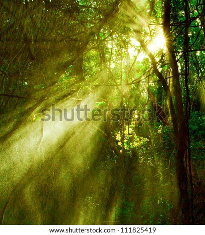 Image of misty rainforest and bright sun beams through trees branches, autumn dark woodland, shine morning sunray in fresh green forest, tropical woods, environment of jungle, wildlife concept