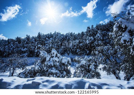 Photo of beautiful snowy forest in the mountain, bright sun shine in blue sky, woods covered white snow, hoarfrost on evergreen tree, branch of spruce cover with rime, cold frosty wintertime weather
