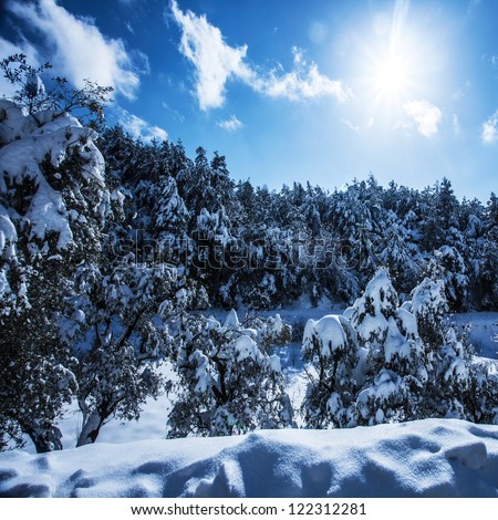 Photo of beautiful snowy forest in mountains, bright sun shine in blue sky, woods covered white snow, hoarfrost on evergreen tree, branch of spruce cover with rime, cold frosty wintertime weather