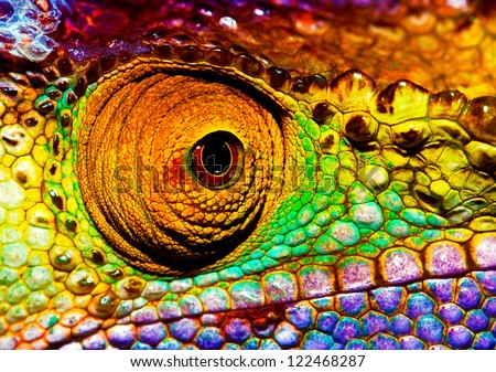 Photo of colorful reptilian eye closeup head part of chameleon multicolor scaly skin of lizard african animal beautiful exotic iguana wild nature fauna of rainforest Photo of colorful reptilian eye closeup head part of chameleon multicolor scaly skin of lizard african animal beautiful exotic iguana wild nature fauna of rainforest
