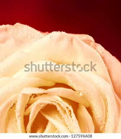 Photo of beautiful white rose on dark red background, flower head with dew drops on the petals, mothers day, romantic present for Valentine day, floral wallpaper, greeting card for wedding day