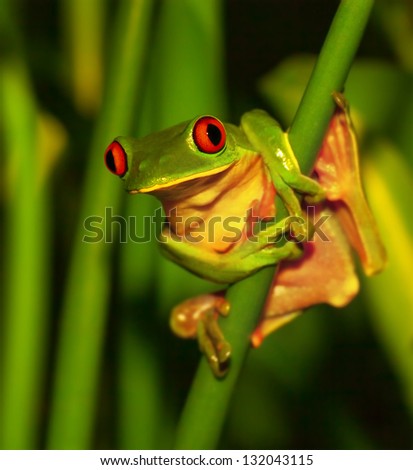 Little green frog with red eyes sitting on exotic plant, wild nature of Costa Rica, Central America, sticky red-eyed toad in the park of rain forest