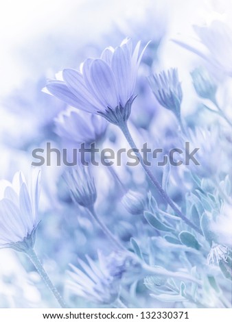 Beautiful tender daisy flowers, natural wallpaper, soft focus, blue blurry pastel picture, spring nature