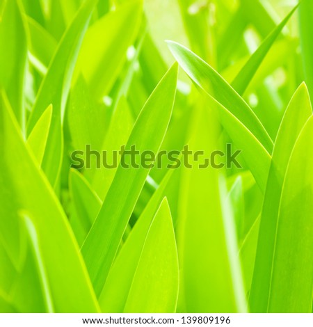 Fresh green leaves background, beautiful floral pattern, summer nature, sunny day, plant freshness