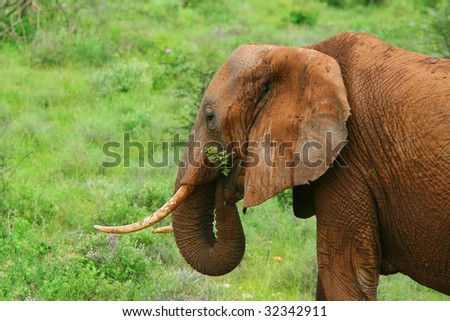 Elephant in the wild. Kenya. Samburu national park.