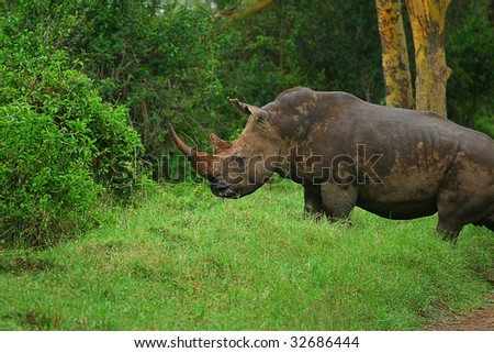 Rhinoceros in the wild. Africa. Kenya. Lake Nakuru