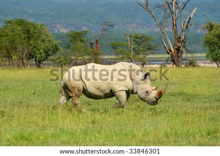 Rhinoceros in the wild. Africa. Kenya. Lake Nakuru