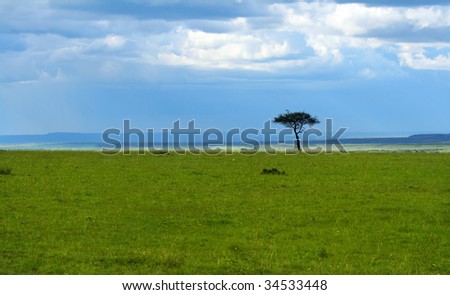 Single tree on the field. Africa. Kenya. Masai Mara