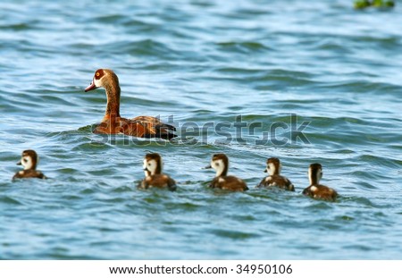 Goose with new borne family on the lake Naivasha. Africa. Kenya
