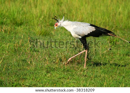 Secretarybird searching for food. Africa. Kenya. Masai Mara