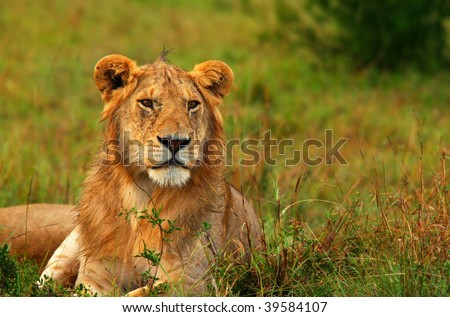 african lion habitat. young wild african lion.