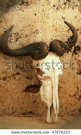 Wildebeest skull . Africa. Kenya. Masai Mara