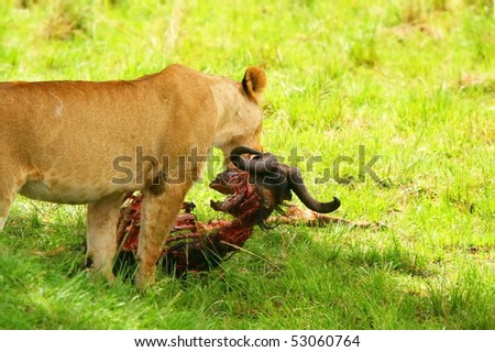 Wild African lioness eating wildebeest. Africa. Kenya. Masai Mara
