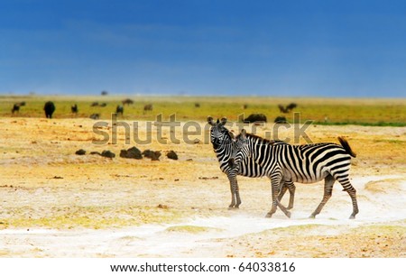 African safari, wild zebras family and landscape of Amboseli National Park, Kenya