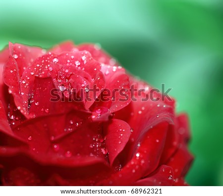 flower garden wallpaper. pictures flower garden wallpaper. rose flower garden wallpaper. red rose