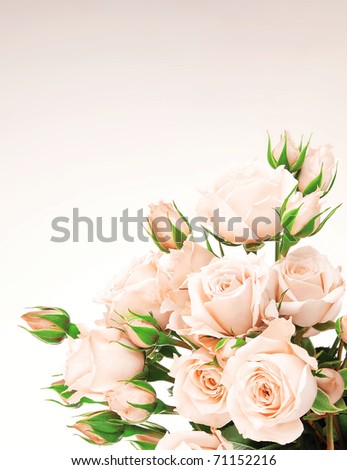 stock photo : Fresh pink roses border, beautiful isolated flowers