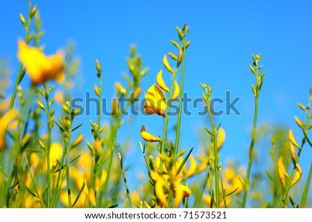 Spring Flower Meadow